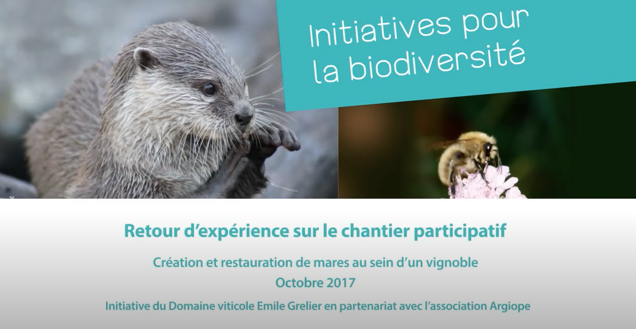 Afficher la vidéo Des chantiers participatifs en faveur de la biodiversité – Création de mares à Lapouyade