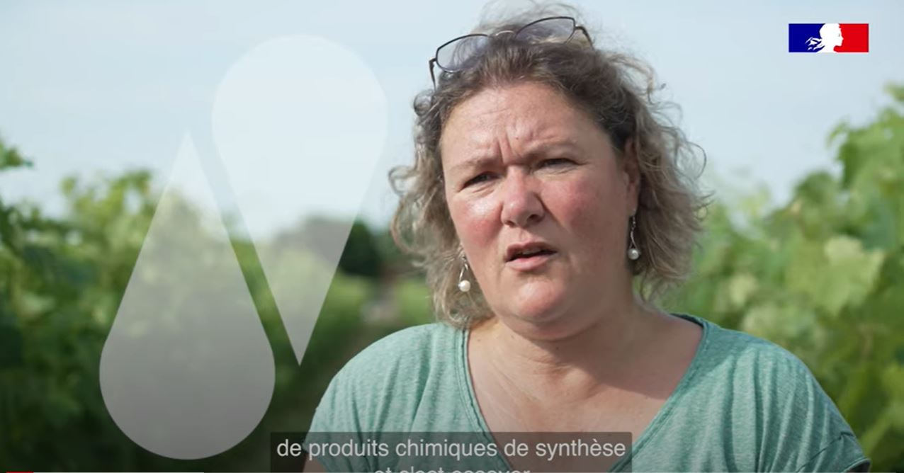 Afficher la vidéo Eau et viticulture : plus de bio, moins d'impact