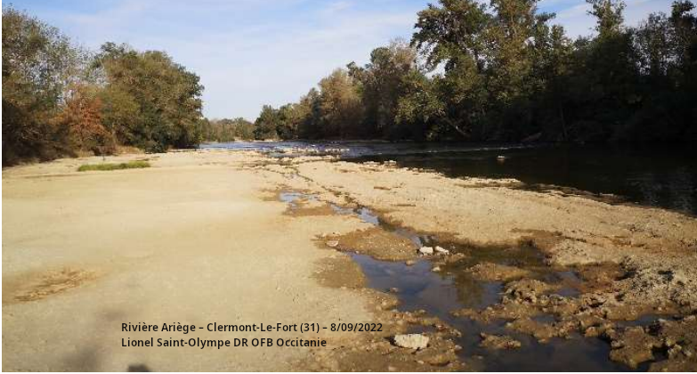 Rivière Ariège – Clermont-Le-Fort (31) – 8/09/2022.  Lionel Saint-Olympe DR OFB Occitanie 